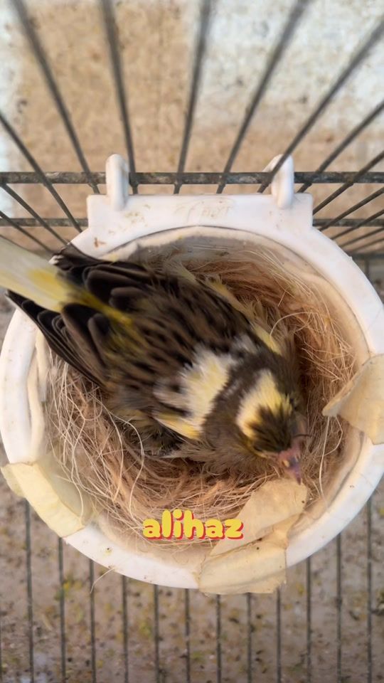 TikTok video thumbnail by aalihazz