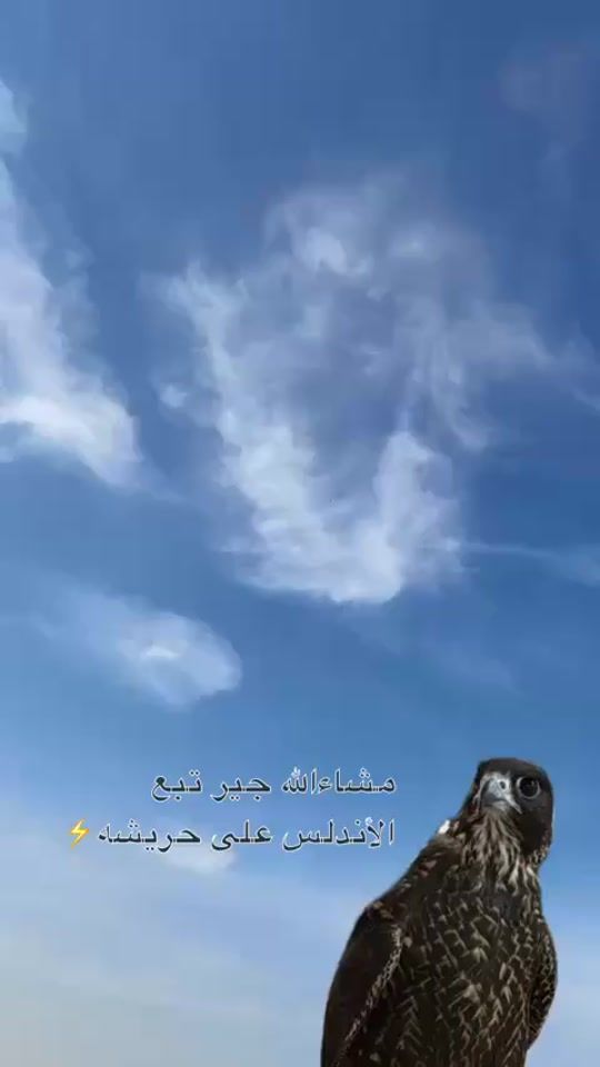TikTok video thumbnail by hbkals