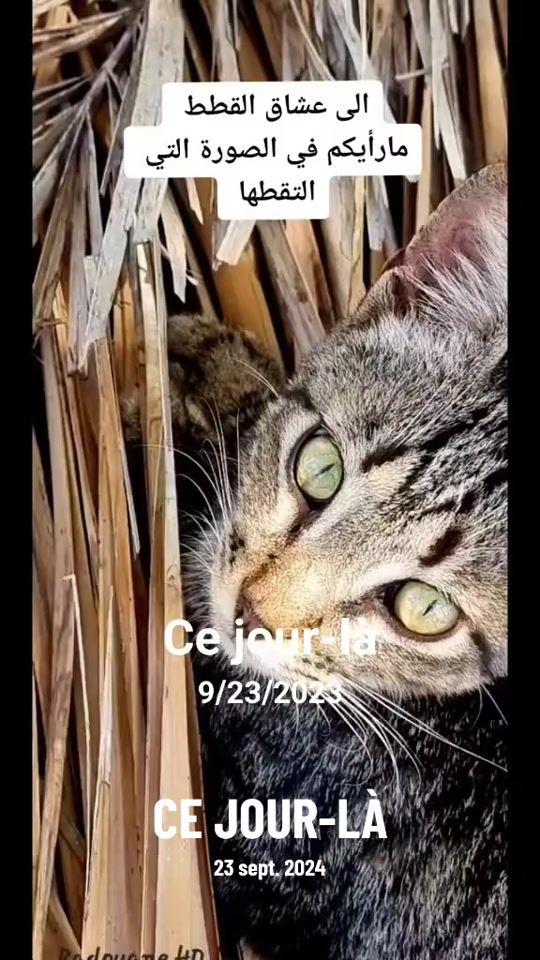 TikTok video thumbnail by radouane.hd