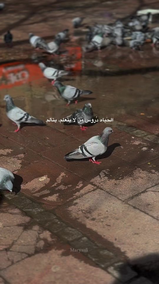 TikTok video thumbnail by maryam.t.k