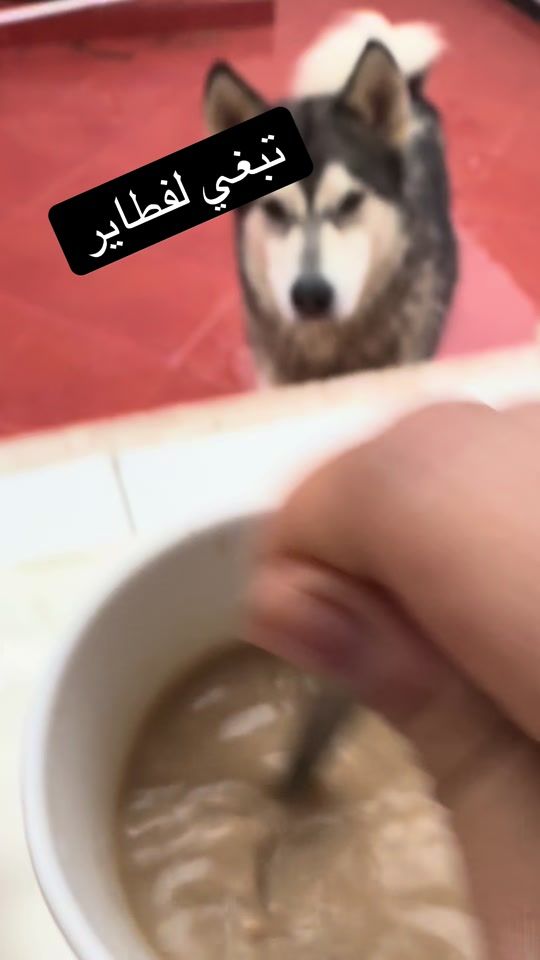 TikTok video thumbnail by eva_malamute