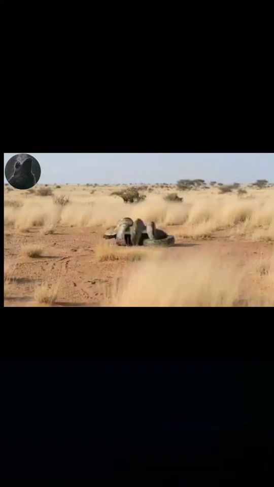 TikTok video thumbnail by r.m_036