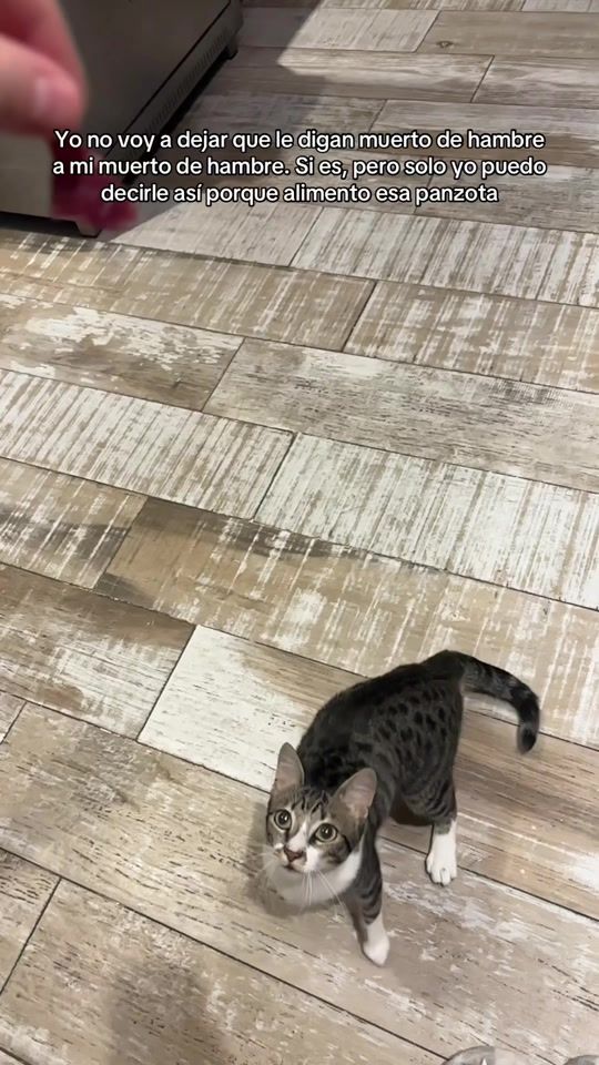 TikTok video thumbnail by kira.thecat