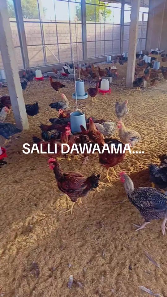 TikTok video thumbnail by pouletlocalfamilyfall.sa