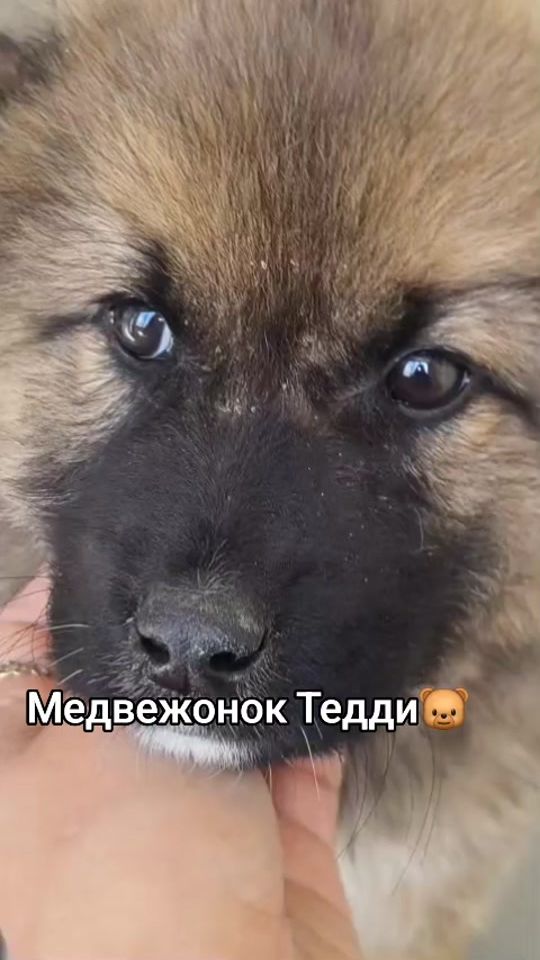 TikTok video thumbnail by little.syuzzi