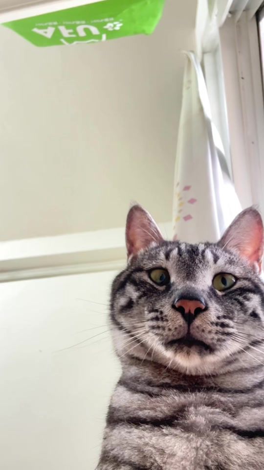 TikTok video thumbnail by coolbi.bobo