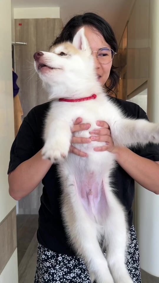 TikTok video thumbnail by huskyteerstv