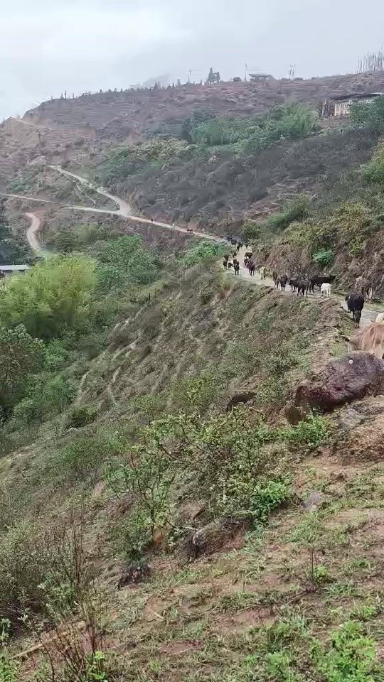 TikTok video thumbnail by sonamdawa64