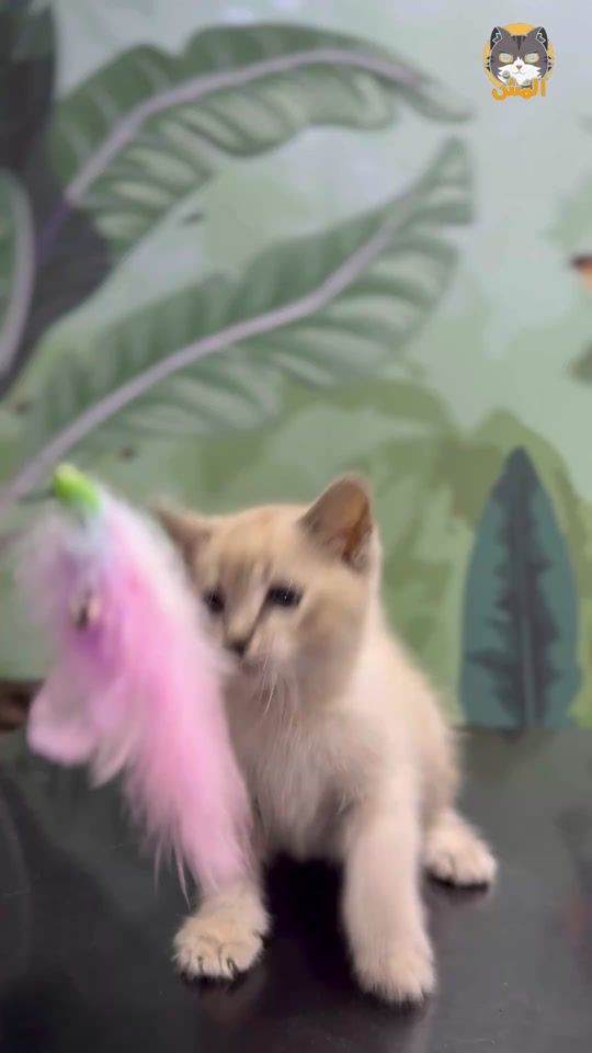 TikTok video thumbnail by lmochoff