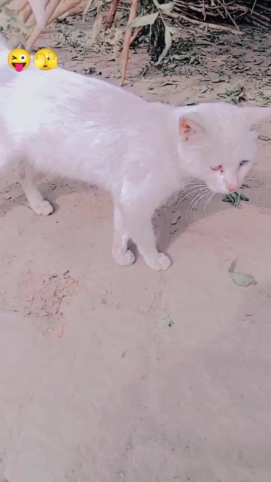 TikTok video thumbnail by noor_malik1437