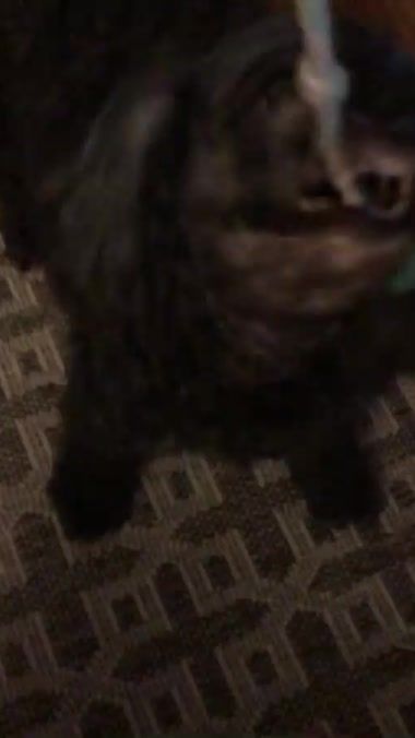 TikTok video thumbnail by lorenzomorrison0