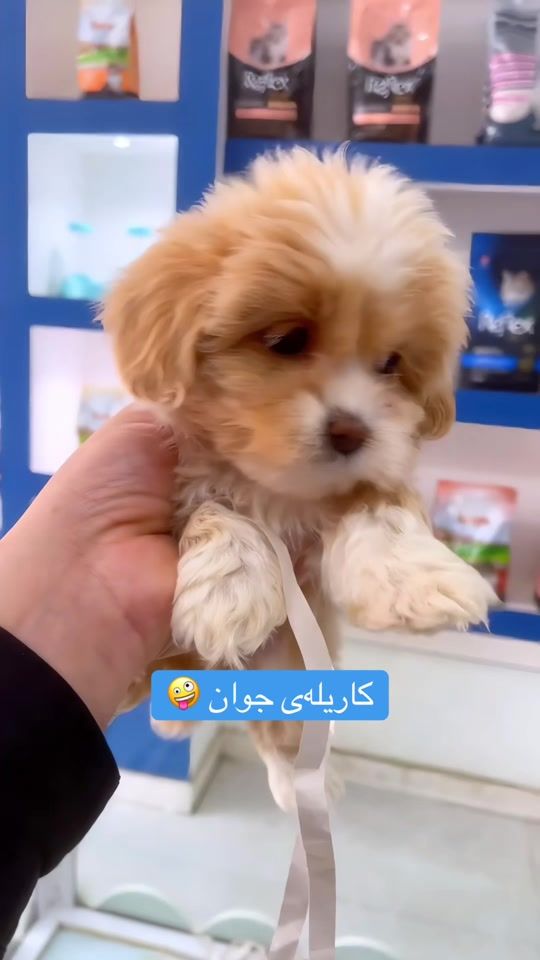 TikTok video thumbnail by animalls.home