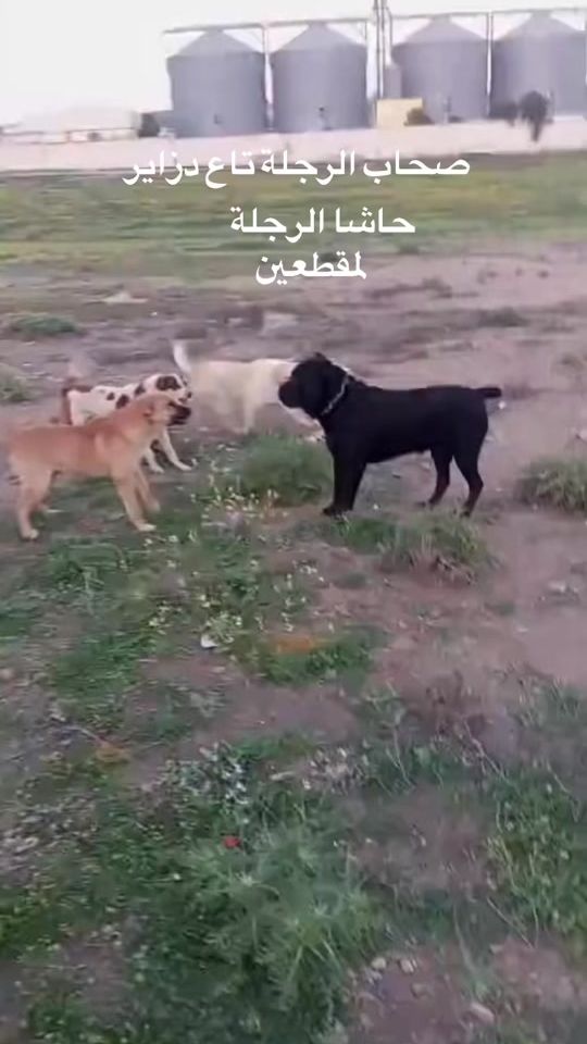TikTok video thumbnail by hamza_dx4