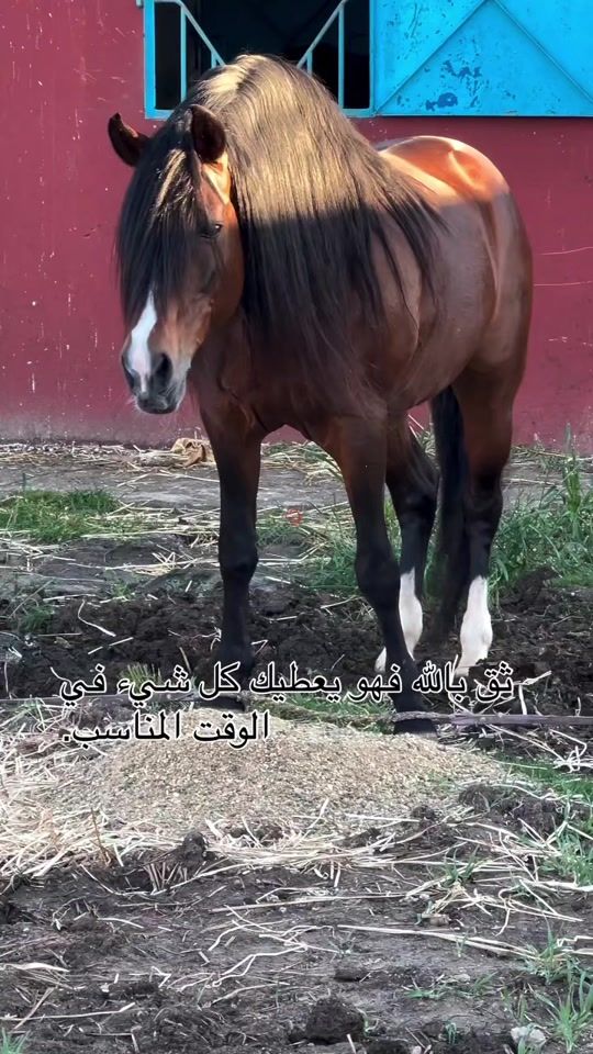 TikTok video thumbnail by hamzabendahmane7
