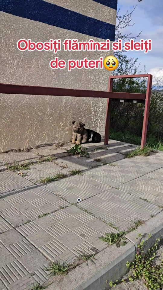 TikTok video thumbnail by adopt_me_moldova