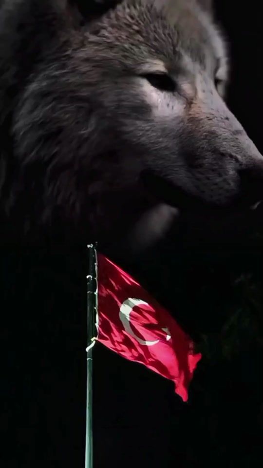 TikTok video thumbnail by ulkucu.asireti