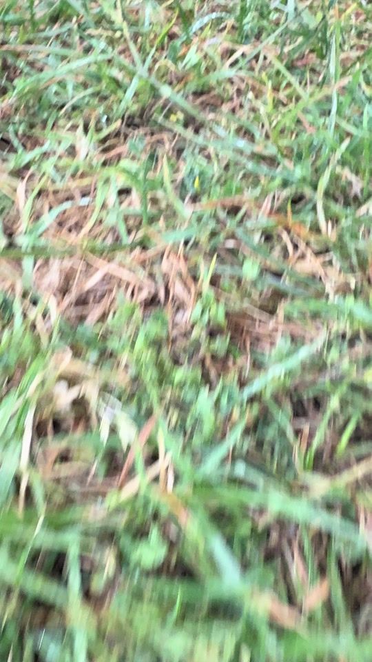 TikTok video thumbnail by nzammy