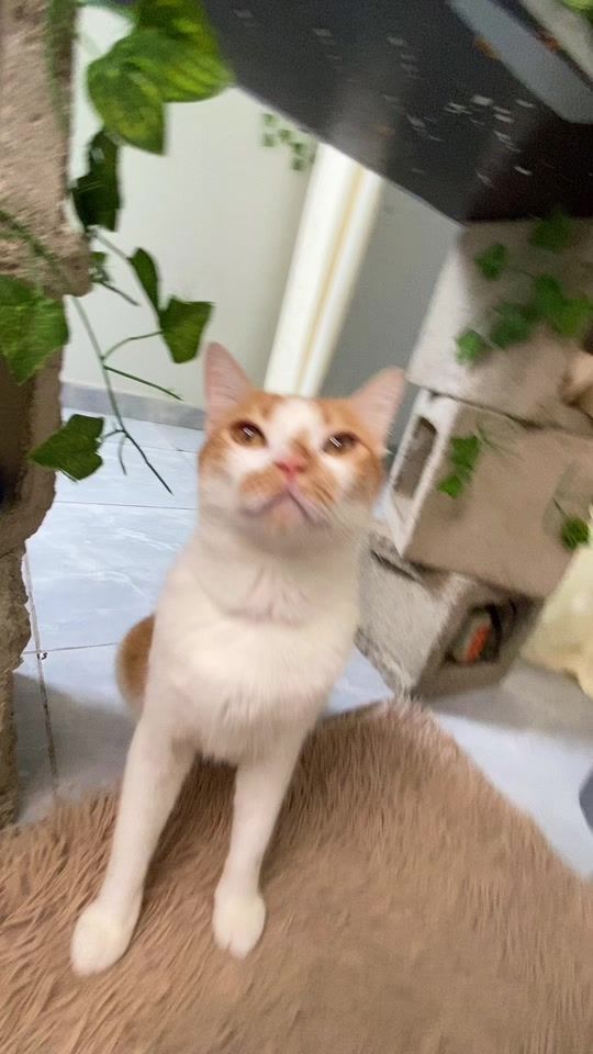 TikTok video thumbnail by astolfinhoo