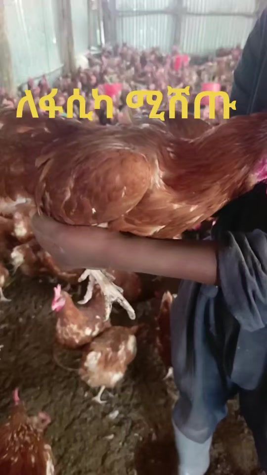 TikTok video thumbnail by abdisirajfarms