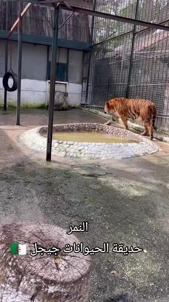 TikTok video thumbnail by jijel_info