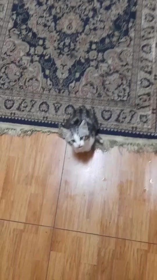 TikTok video thumbnail by artgallery2234