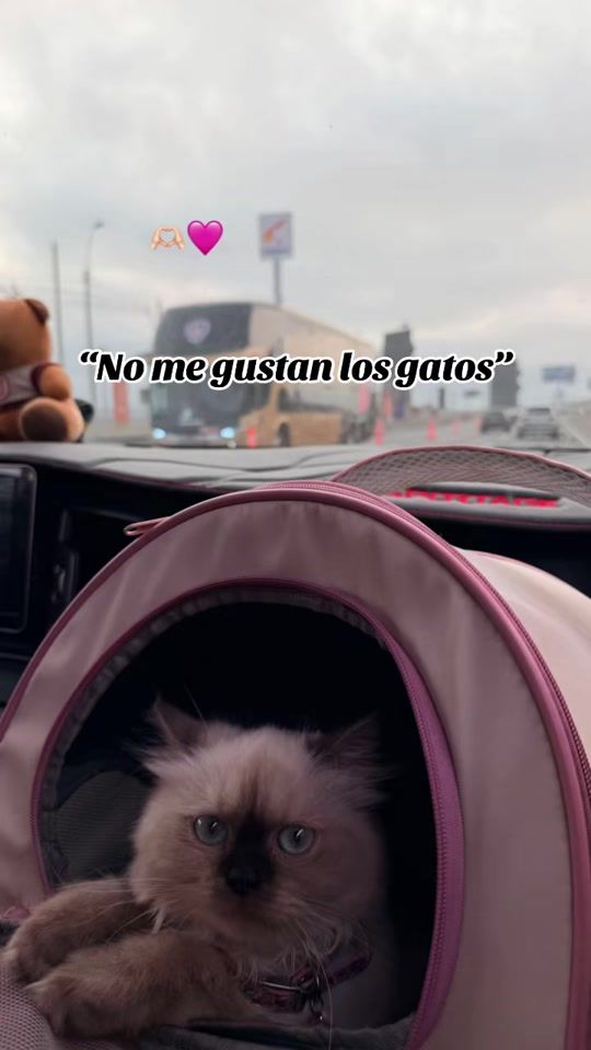 TikTok video thumbnail by kov485
