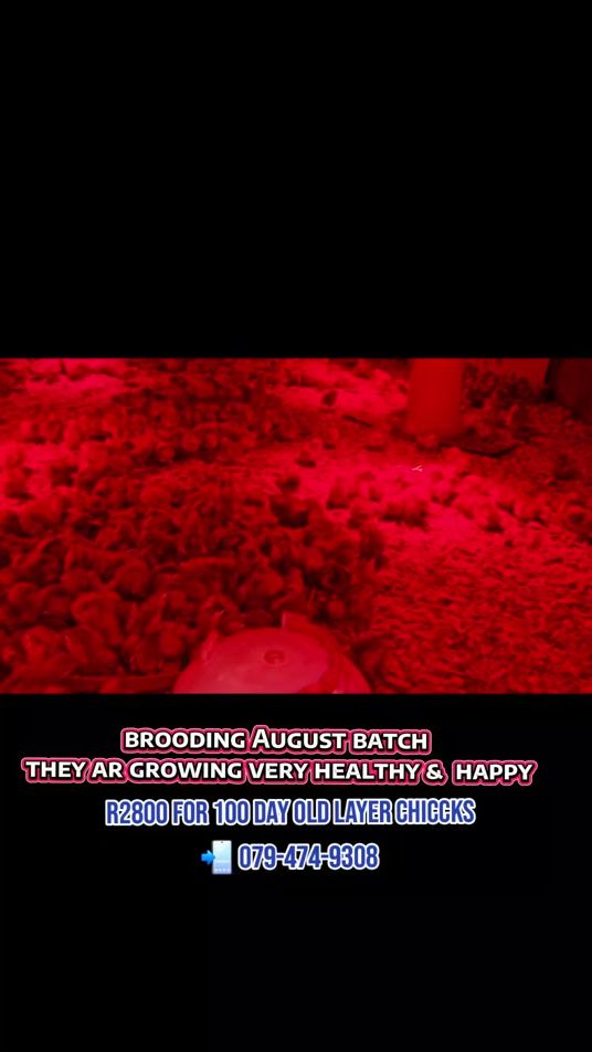 TikTok video thumbnail by rr_mixed_farming