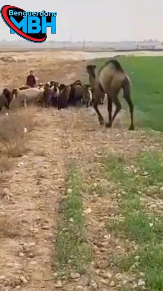 TikTok video thumbnail by benguerden_mbh