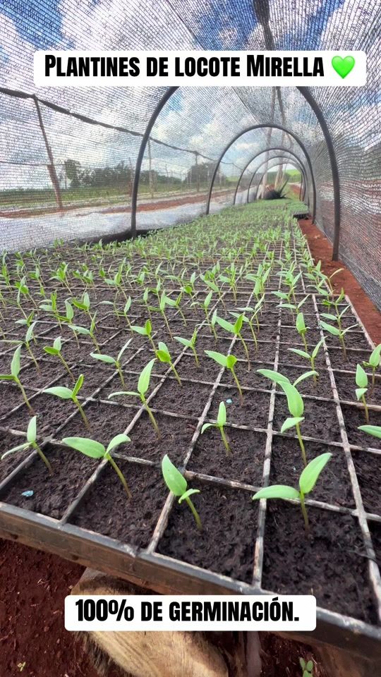 TikTok video thumbnail by maximogonzalez183