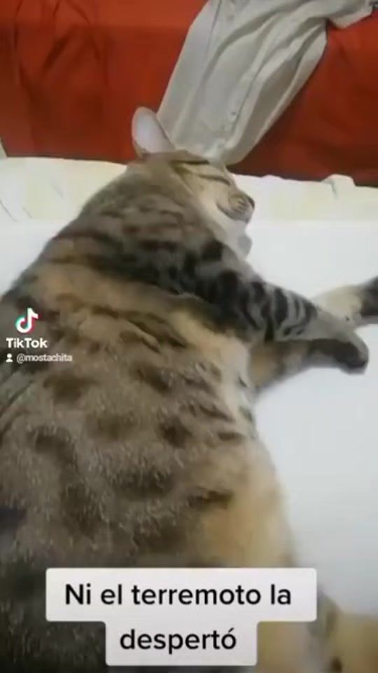 TikTok video thumbnail by mostachita