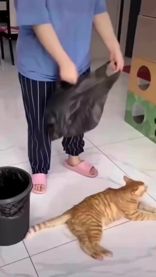TikTok video thumbnail by dongle_7707