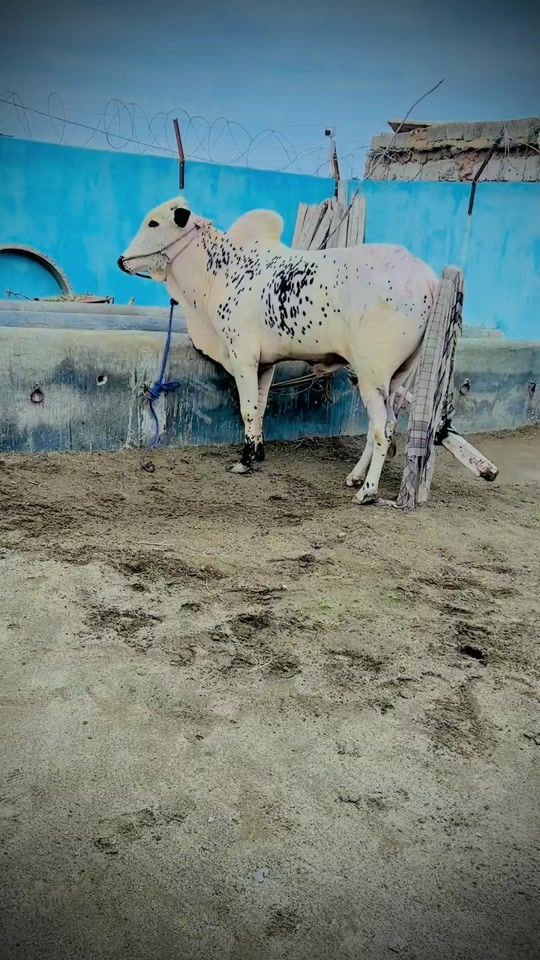 TikTok video thumbnail by wakeel_gujjar