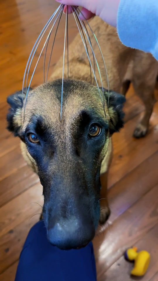TikTok video thumbnail by yara.malinois