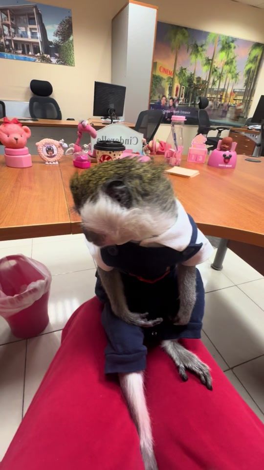 TikTok video thumbnail by cindrellapuppets