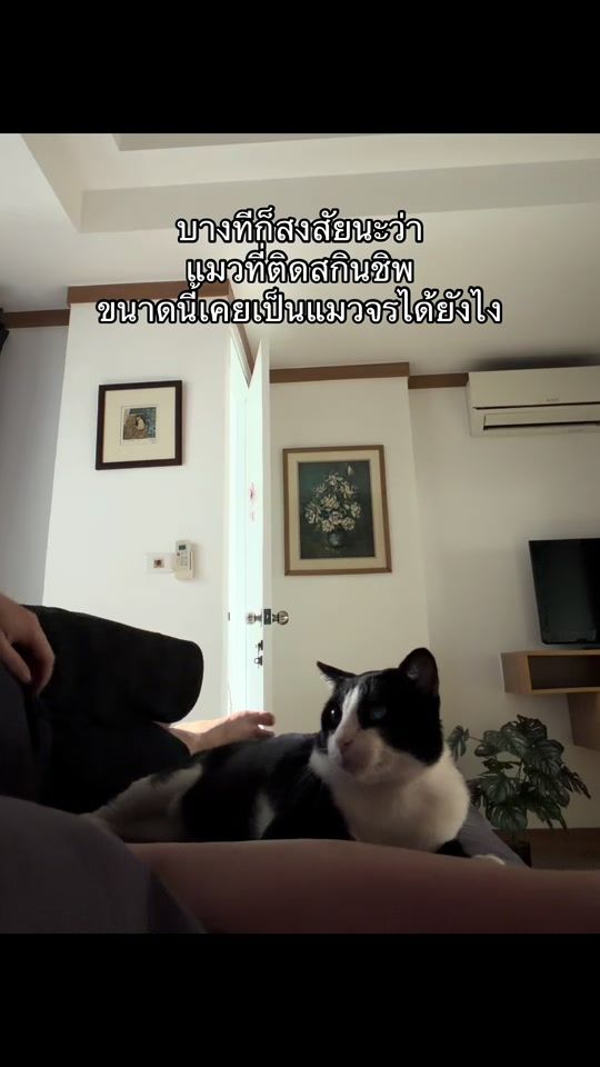 TikTok video thumbnail by tobtabvet