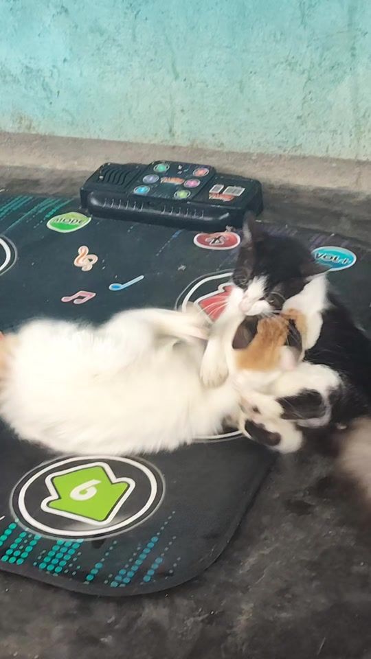 TikTok video thumbnail by simplementealexandra