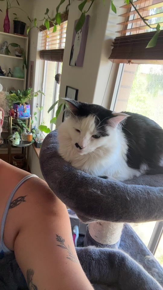 TikTok video thumbnail by megthepotter