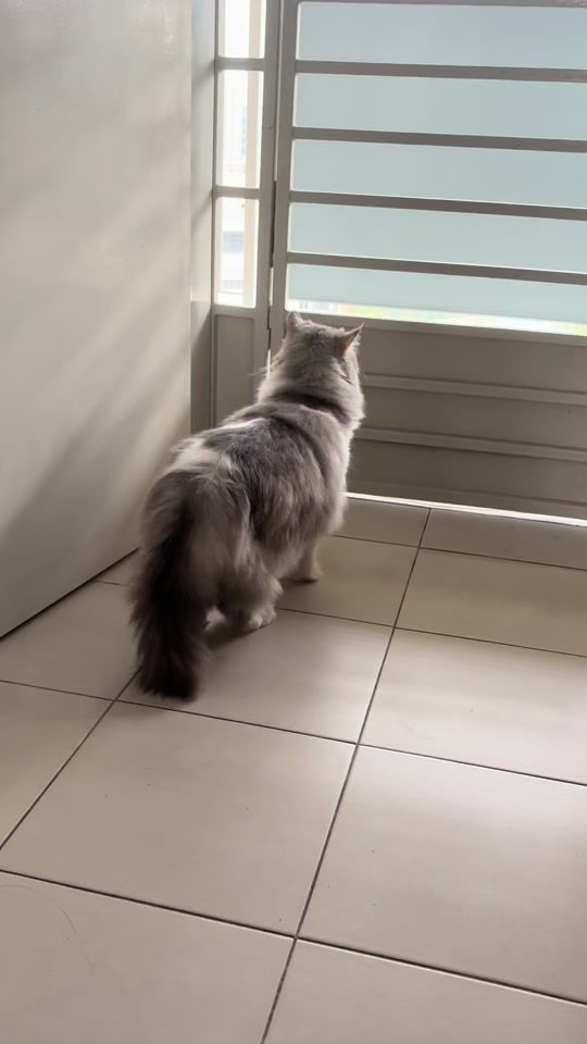 TikTok video thumbnail by sally81157