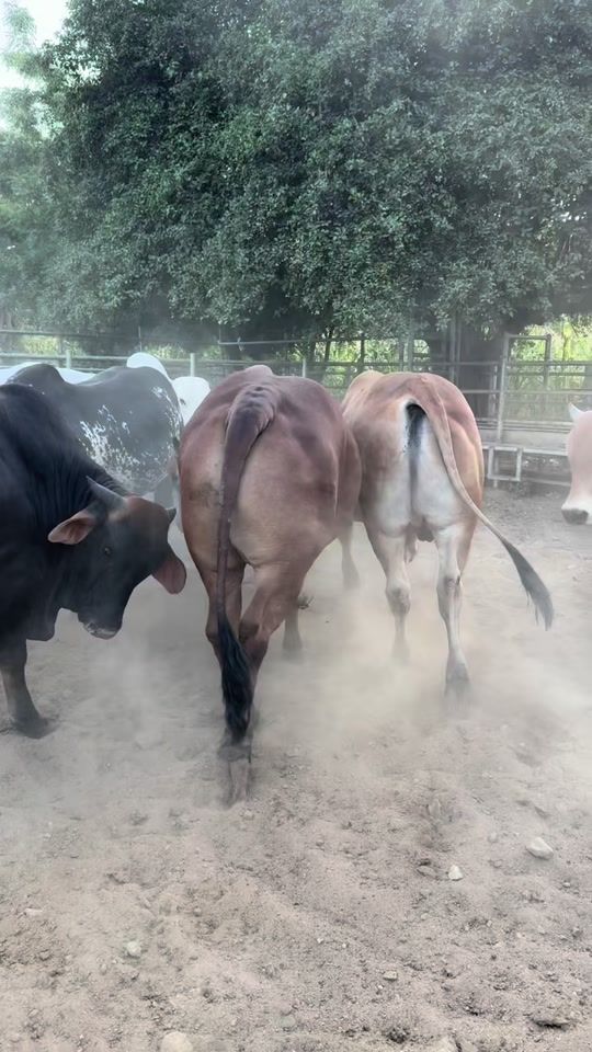TikTok video thumbnail by gerber_barreram