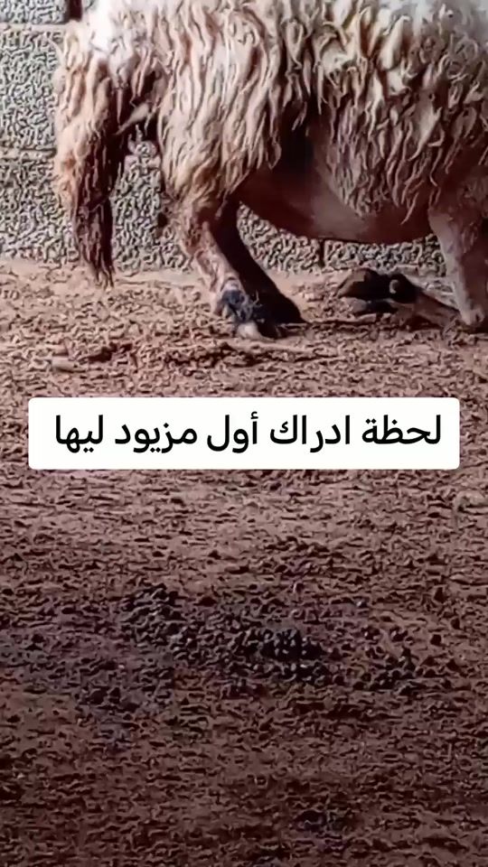 TikTok video thumbnail by fromliby