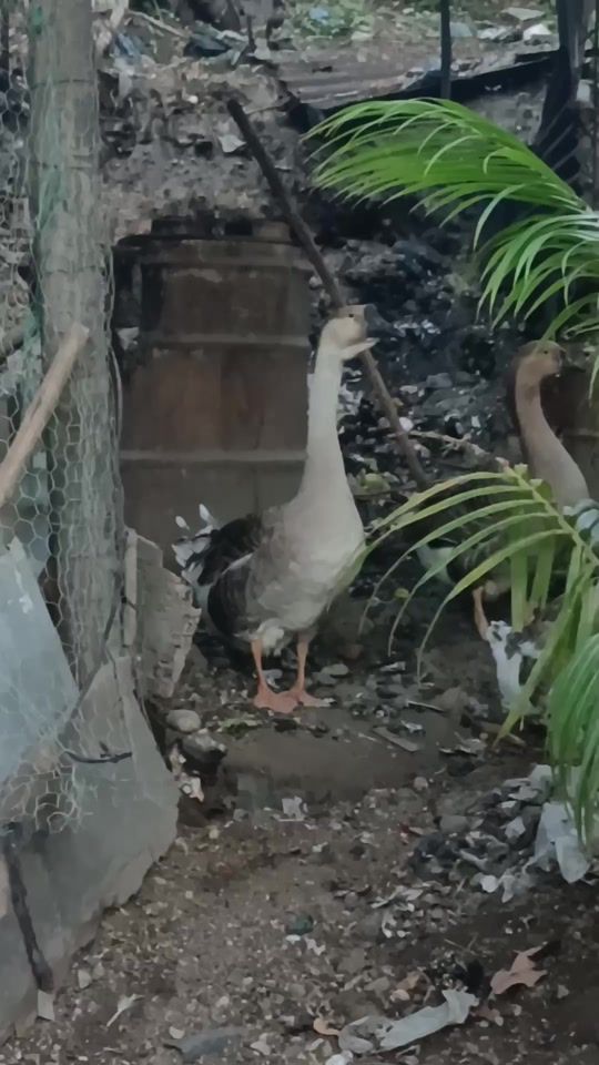 TikTok video thumbnail by rudy.sadamer.alva