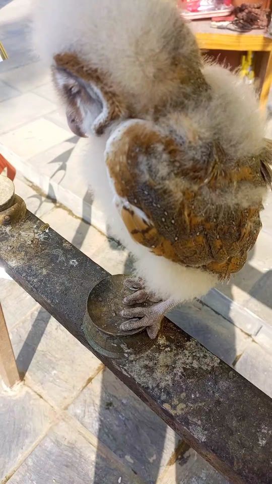 TikTok video thumbnail by rajuchhetri773