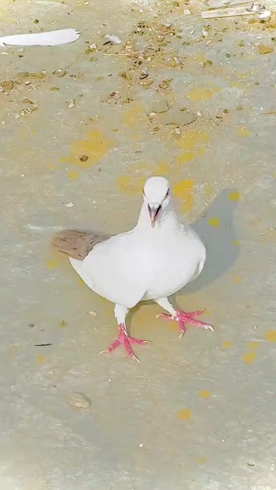 TikTok video thumbnail by ghulam.nabi.khan38