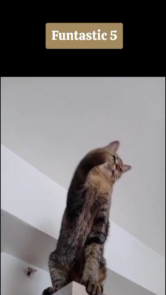 TikTok video thumbnail by cattysnow285