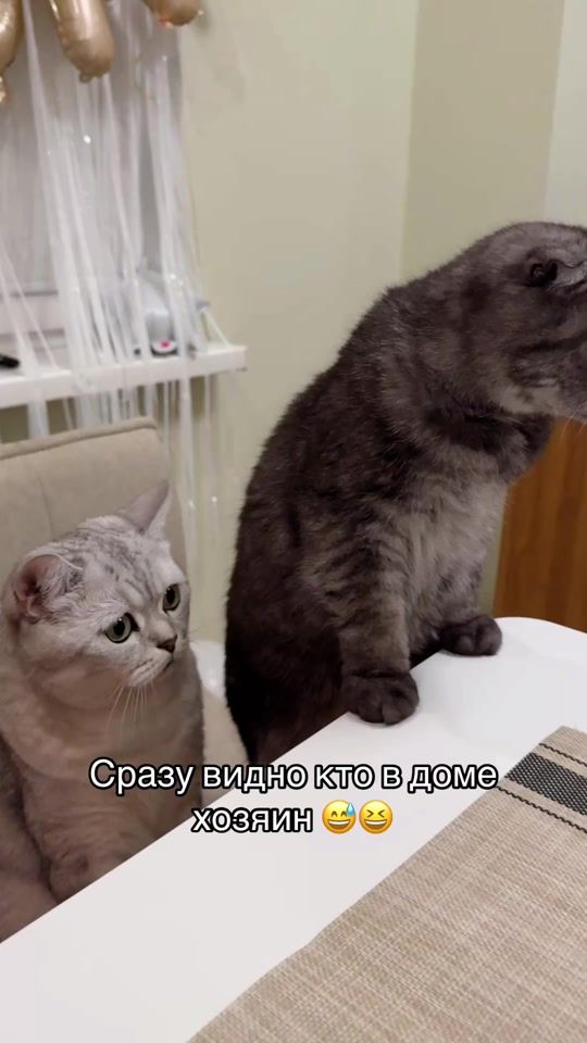 TikTok video thumbnail by ta_nysha7
