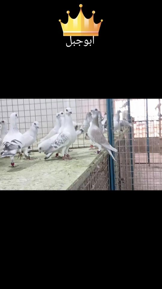 TikTok video thumbnail by ziadabojabal