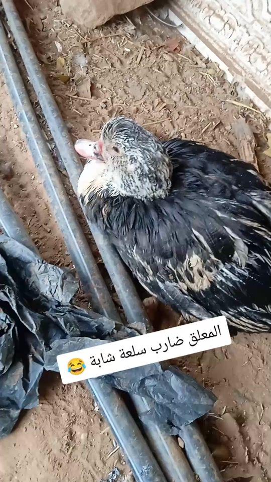TikTok video thumbnail by hako.hako110