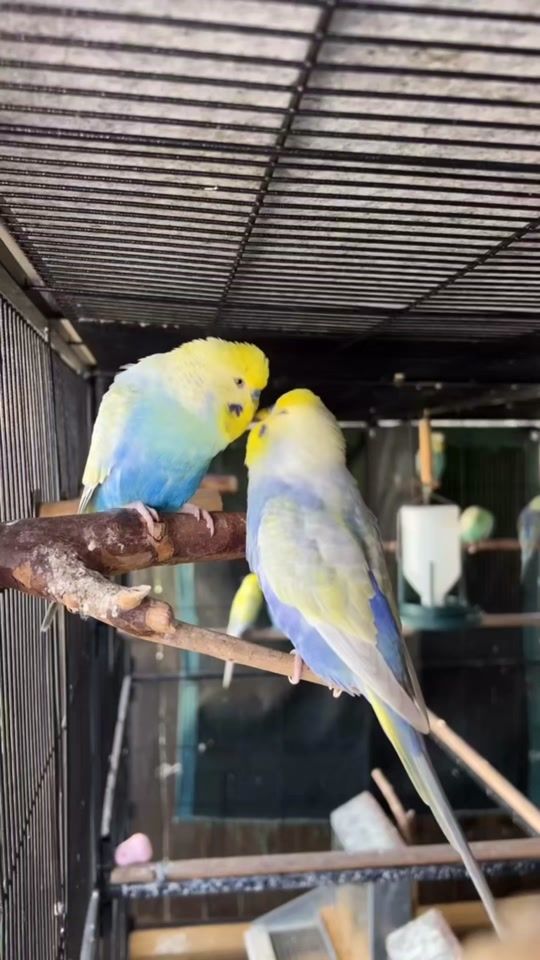 TikTok video thumbnail by eh98r