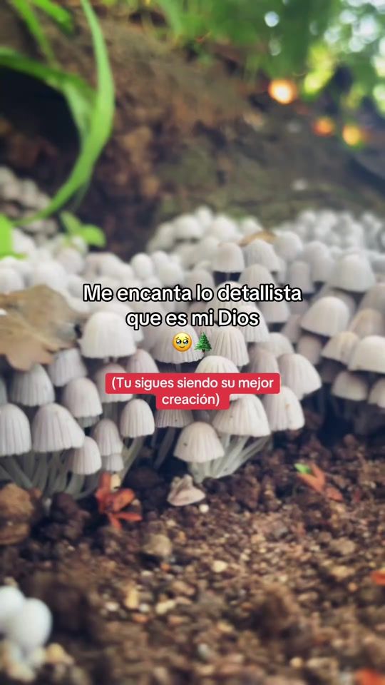 TikTok video thumbnail by uzielito.lt