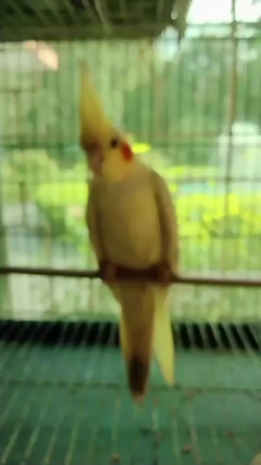 TikTok video thumbnail by vaskor125